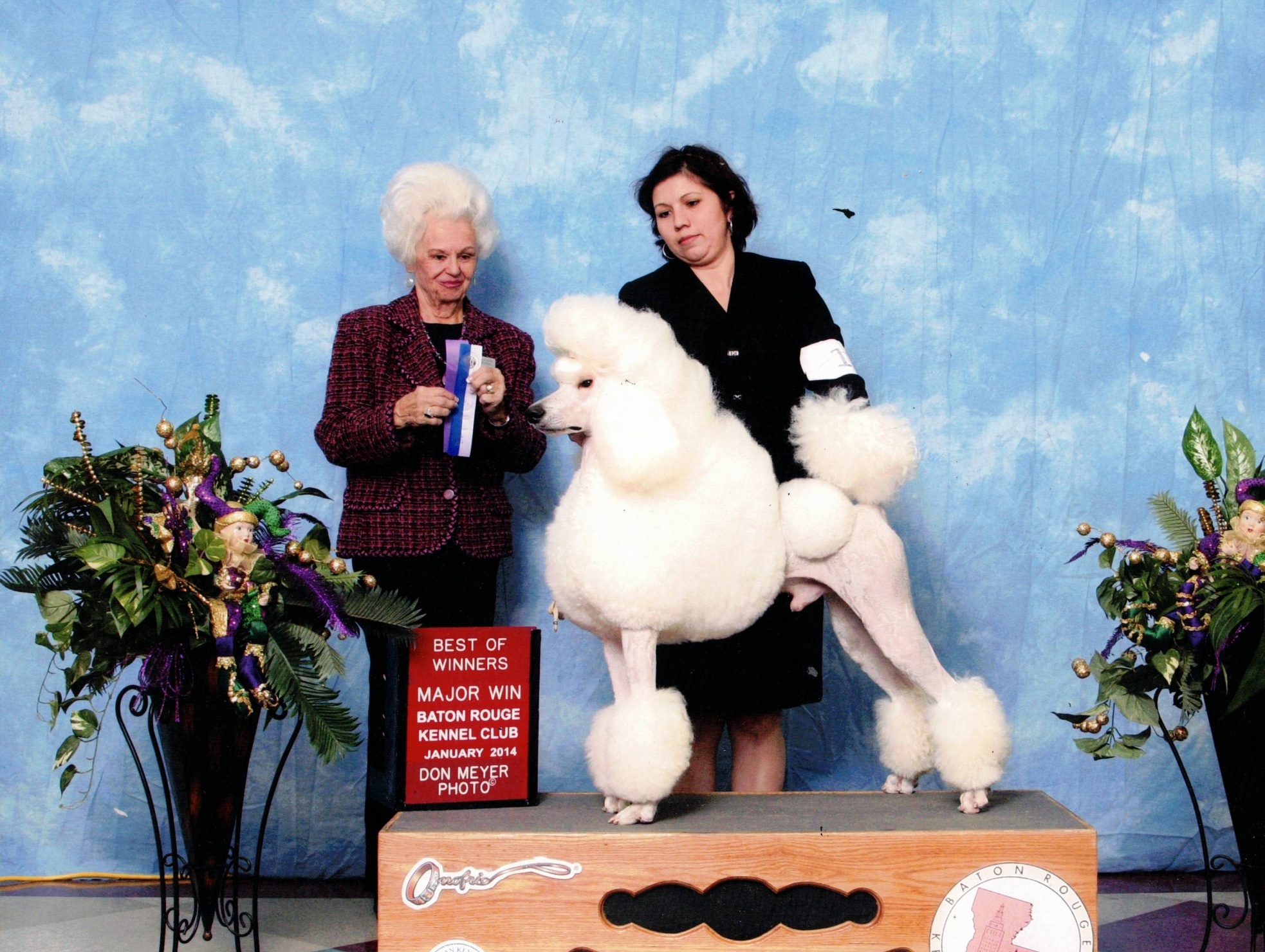 Poodle 25